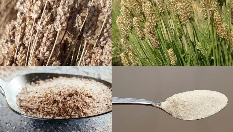 Psyllium para hacer pan, imagen de planta y psyllium Psyllium para hacer pan, imagen de planta y psyllium